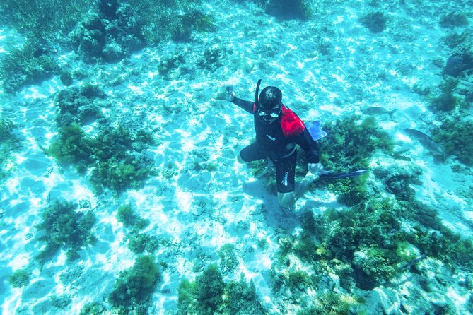 Rottnest Island Guided Snorkel Boat Experience - Booking and Availability