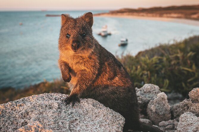 Rottnest Island Roundtrip Fast Ferry From Hillarys Boat Harbour - Cancellation Policy