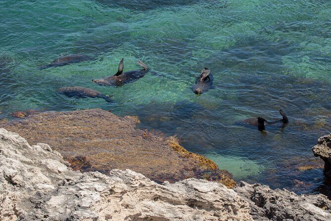 Rottnest Island Seals Sunset and West End Bus Tour - The Experience: A detailed look at the tour