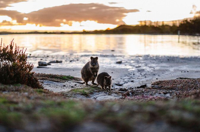 Rottnest Island Seals Sunset and West End Bus Tour - Who should consider this tour?