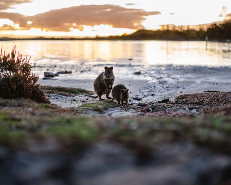 Rottnest Island Seals, Sunset & West End Bus Tour - Overview of the Tour Experience