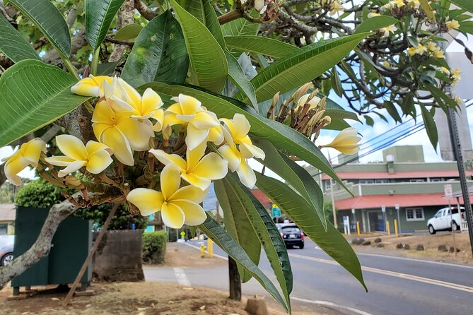 Round Trip North Shore Shuttle From Waikiki to Haleiwa Town / Haleiwa Harbor - Cancellation Policy and Refund Details