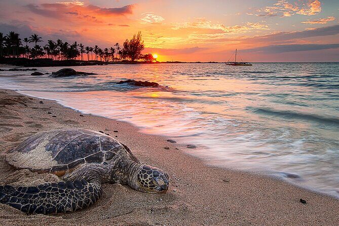 Round Trip Private Transfer Honolulu Airport HNL to Honolulu City - Why Choose This Transfer Service?