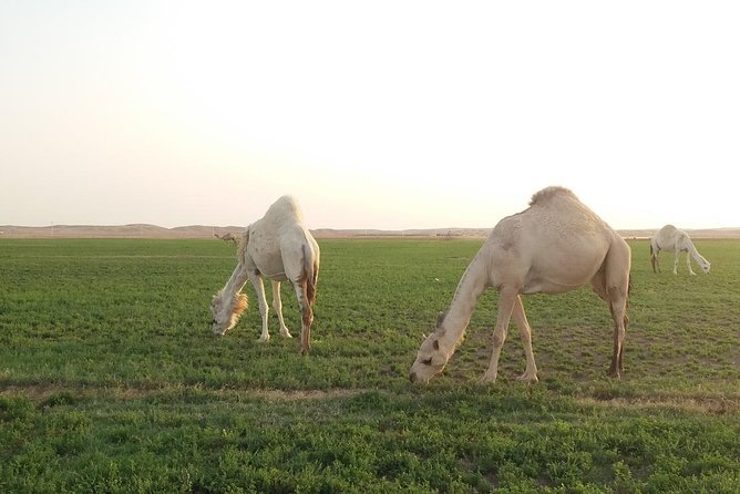 Round Trip Saudi Arabia With German Tour Guide in a Small Group Max 6 People - Accommodation and Meals