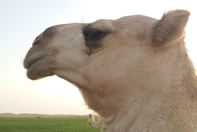 Round Trip Saudi Arabia With German Tour Guide in a Small Group Max 6 People - Pricing and Payment Details