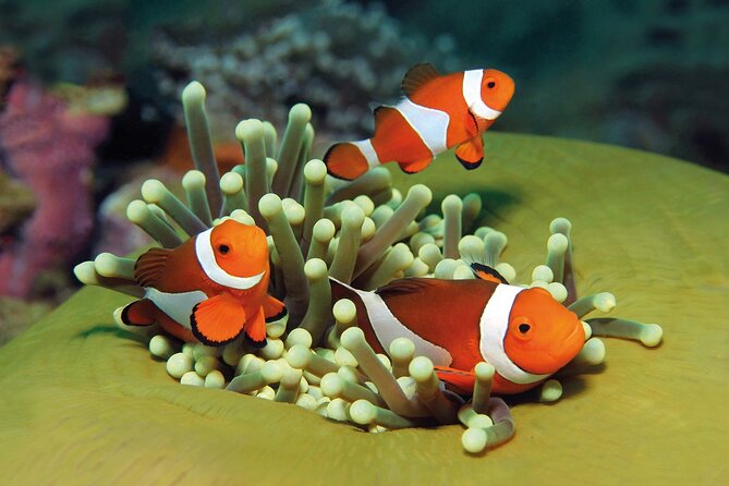 Round Trip Transfer From/To Palma Aquarium - Reserve Now & Pay Later