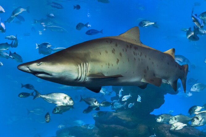 Round Trip Transfer From/To Palma Aquarium - Free Cancellation Policy