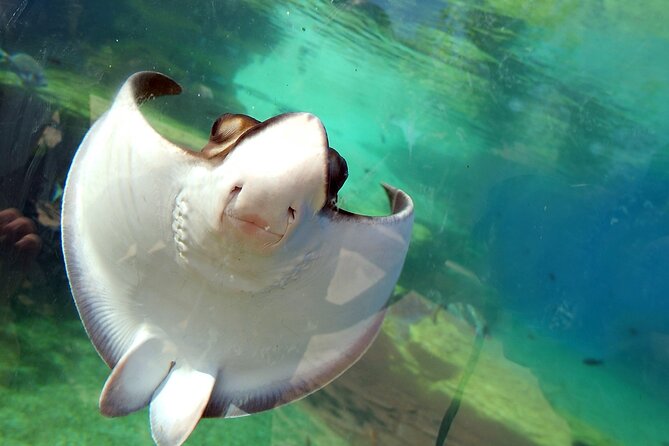 Round Trip Transfer From/To Palma Aquarium - Common Questions