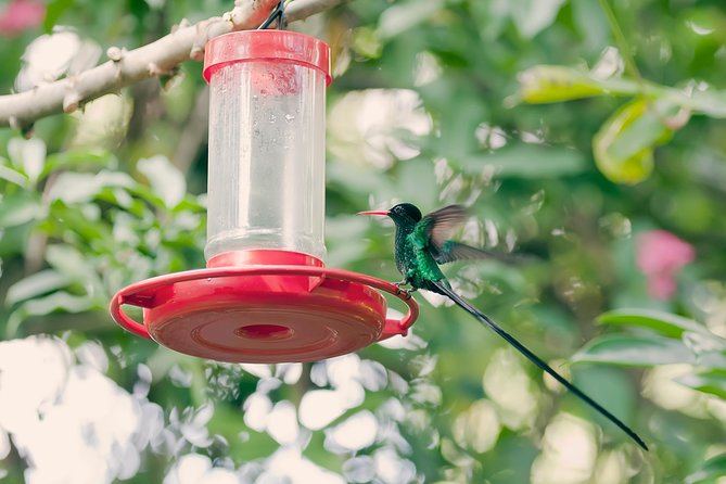 Roundtrip Shuttle Transportation to Rockland Bird Sanctuary From Montego Bay - Overview of the Experience