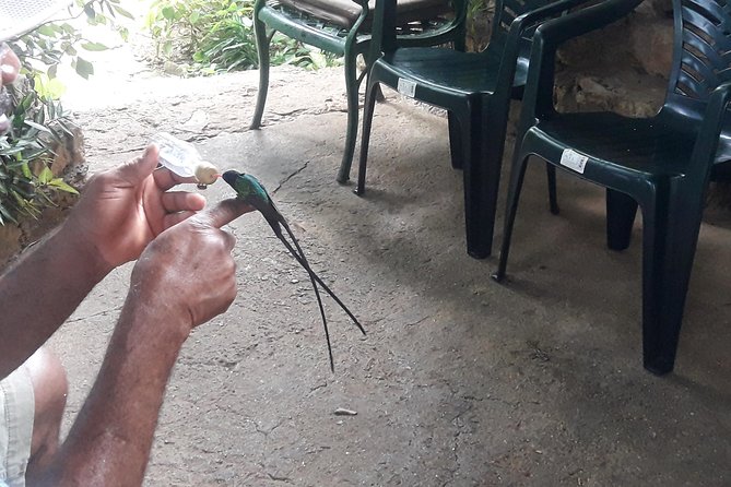 Roundtrip Shuttle Transportation to Rockland Bird Sanctuary From Montego Bay - Whats Included