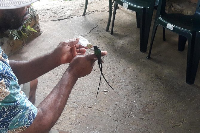 Roundtrip Shuttle Transportation to Rockland Bird Sanctuary From Montego Bay - Traveler Photos and Reviews