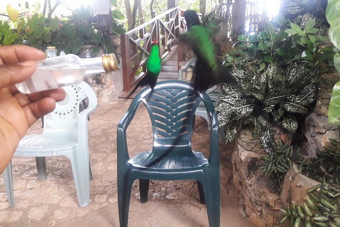 Roundtrip Shuttle Transportation to Rockland Bird Sanctuary From Montego Bay - Additional Information