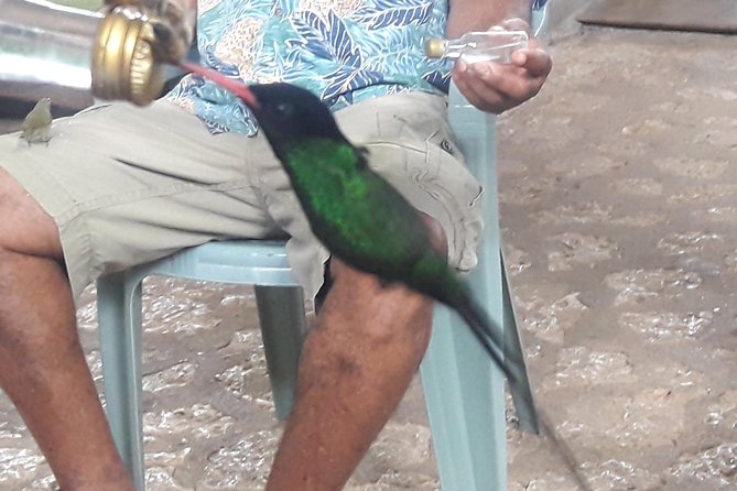 Roundtrip Shuttle Transportation to Rockland Bird Sanctuary From Montego Bay - Lunch and Gratuities