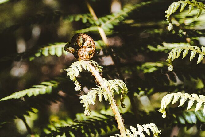 Routeburn Guided Day Hike from Te Anau with Lunch & Transport - The Sum Up