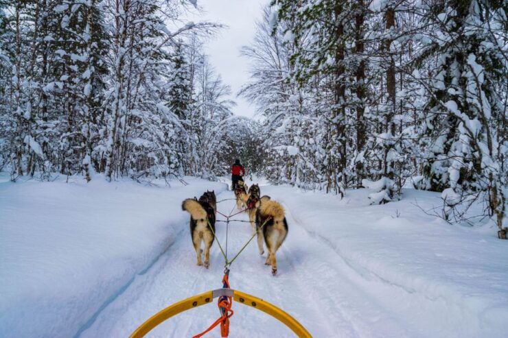 Rovaniemi: 1-Hour Self-Drive Husky Sledding Experience - Experience Duration and Group Size