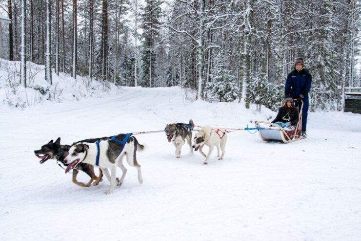 Rovaniemi: 1-Hour Self-Drive Husky Sledding Experience - Live Guide and Pickup Information