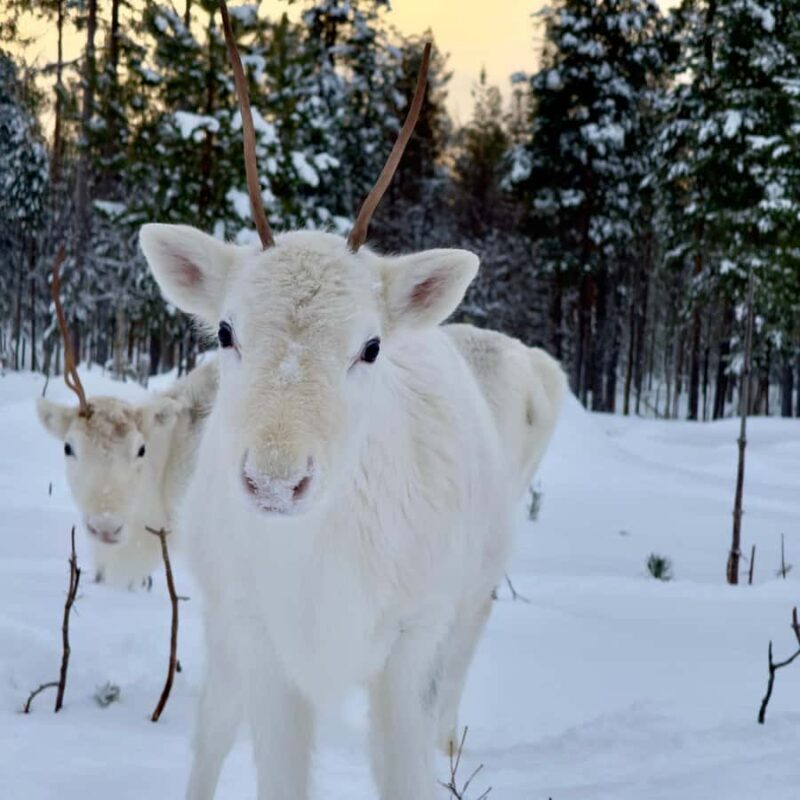 Rovaniemi: 3h Electric Snowmobile Safari at Reindeer Farm - The Itinerary in Detail
