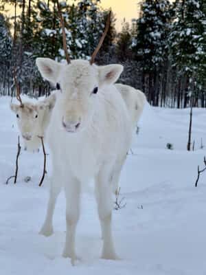 Rovaniemi: 3h Electric Snowmobile Safari at Reindeer Farm - Final Thoughts