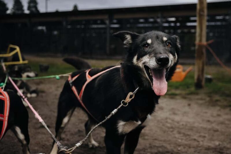 Rovaniemi: 4km Husky Cart Tour in Autumn - Good To Know