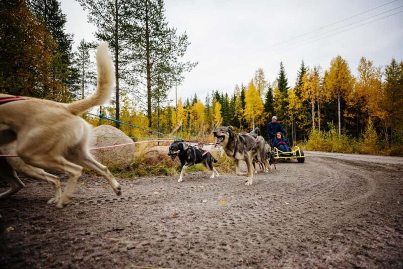 Rovaniemi: 4km Husky Cart Tour in Autumn - What You Can Expect from the Tour