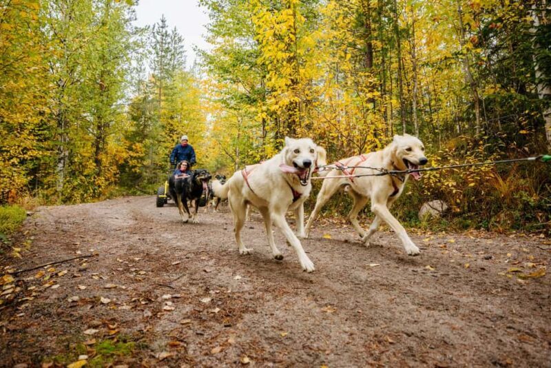 Rovaniemi: 4km Husky Cart Tour in Autumn - Practical Considerations