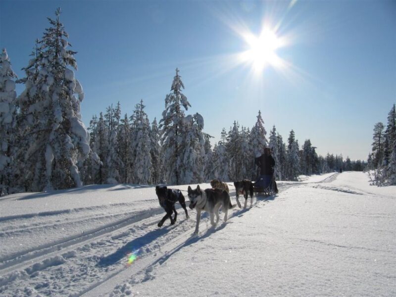 Rovaniemi: 7-Kilometer Self-Driven Apukka Husky Adventure - Good To Know