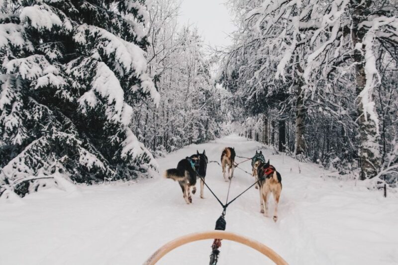 Rovaniemi: 7-Kilometer Self-Driven Apukka Husky Adventure - The itinerary in detail