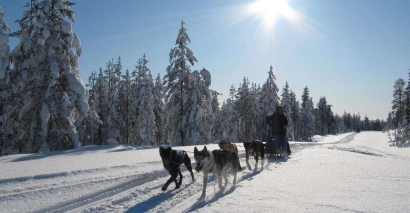 Rovaniemi: 7-Kilometer Self-Driven Apukka Husky Adventure - Final thoughts