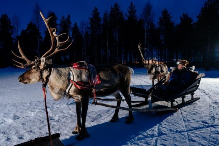 Rovaniemi: Apukka Reindeer Sleigh Safari at Night - Activity Details