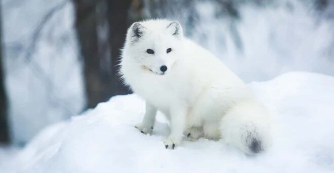 Rovaniemi: Arctic Animals Sleigh Rides and Wildlife Zoo - Traditional Lappish Cuisine