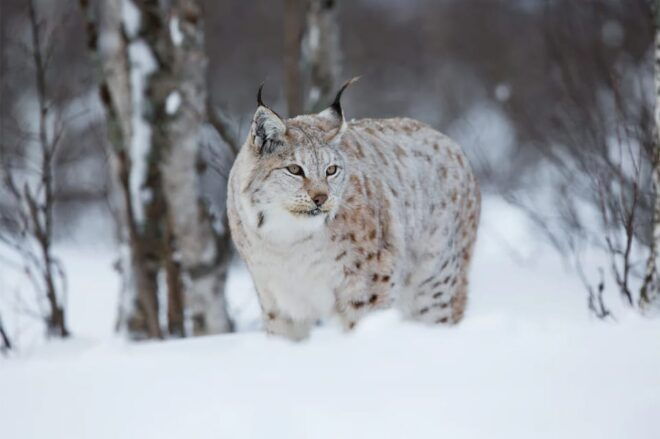 Rovaniemi: Arctic Animals Sleigh Rides and Wildlife Zoo - Pickup and Drop-off Details