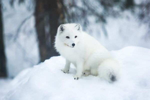 Rovaniemi: Arctic Animals Sleigh Rides and Wildlife Zoo - Important Tour Information