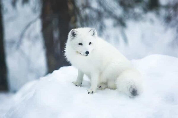 Rovaniemi: Arctic Animals Sleigh Rides and Wildlife Zoo - Booking and Payment Options