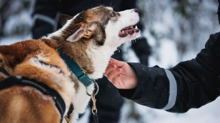 Rovaniemi: Arctic Circle Highlights by Snowmobile - Snowmobile Tour Through Arctic Forest