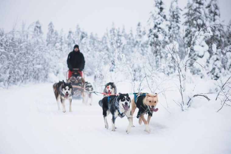 Rovaniemi: Arctic Circle Long Trail Husky Adventure - Authenticity & Unique Touches