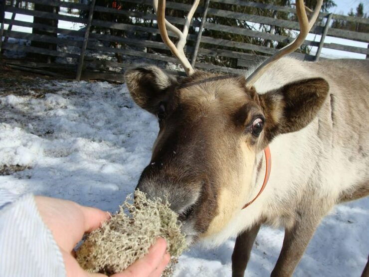 Rovaniemi: Arctic Highlights Tour With Santa & Reindeer - Good To Know