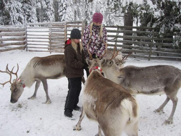 Rovaniemi: Arctic Highlights Tour With Santa & Reindeer - Included Activities