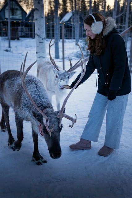 Rovaniemi: Arctic Reindeer Experience with Lunch - The Practical Side: Price, Duration, and Booking