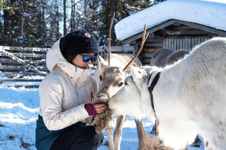 Rovaniemi: Arctic Reindeer Experience with Lunch - Summary