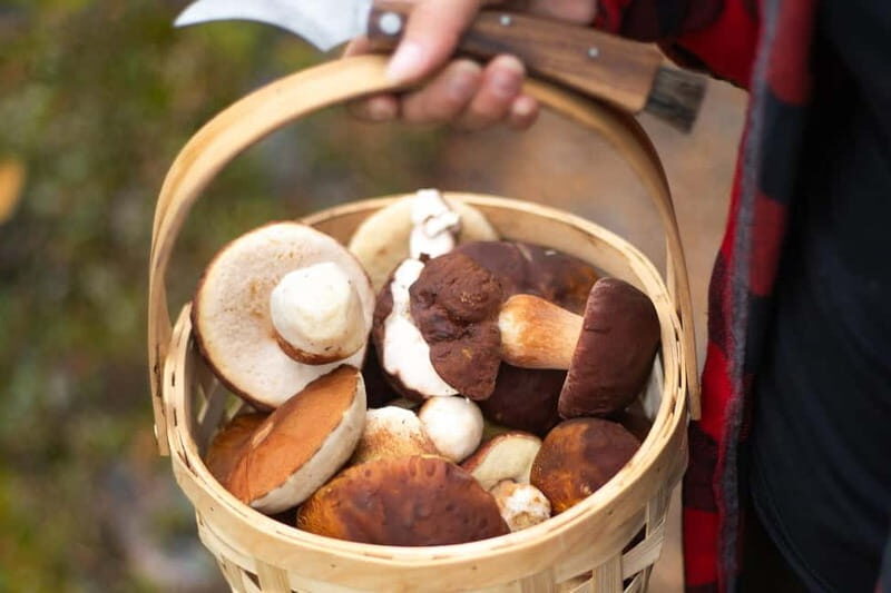 Rovaniemi: Arctic Wild Berry & Mushroom Foraging and Tasting - Good To Know