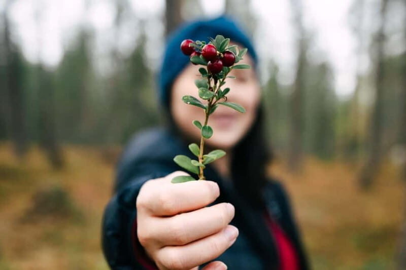 Rovaniemi: Arctic Wild Berry & Mushroom Foraging and Tasting - Practical Details and Logistics