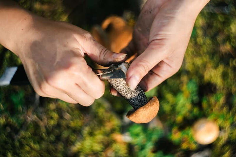 Rovaniemi: Arctic Wild Berry & Mushroom Foraging and Tasting - What Could Be Improved?
