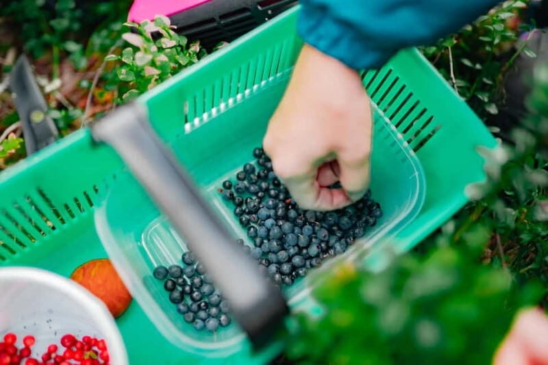 Rovaniemi: Arctic Wild Berry & Mushroom Foraging and Tasting - Why This Tour Is Worth Considering