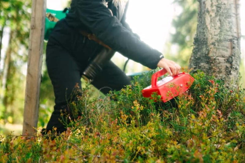 Rovaniemi: Arctic Wild Berry & Mushroom Foraging and Tasting - The Sum Up
