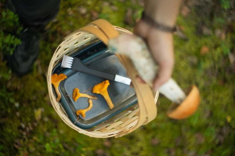 Rovaniemi: Arctic Wild Berry & Mushroom Foraging and Tasting - FAQ