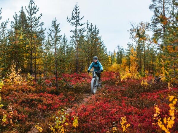 Rovaniemi: Arctic Wilderness & Forests Guided E-Bike Tour - Customer Feedback