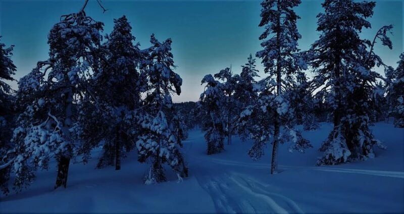 Rovaniemi: Aurora Hunting Tour in the Forest with Hot Drinks - Good To Know