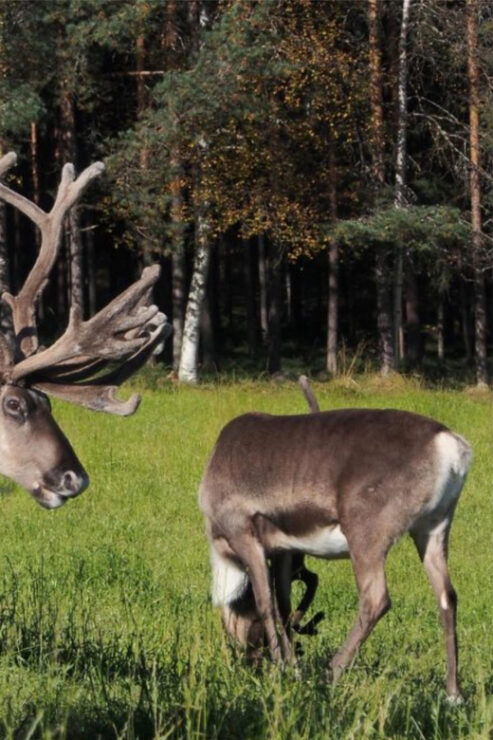 Rovaniemi: Authentic Lapland Reindeer Farm Experience - Good To Know