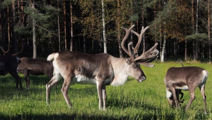 Rovaniemi: Authentic Lapland Reindeer Farm Experience - How to Book