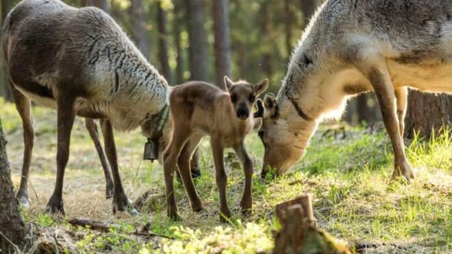 Rovaniemi: Authentic Lapland Reindeer Farm Experience - Highlights of the Tour